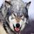 wolf_1