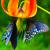 LICAENA