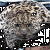 TEDI.81