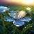 dewmooning