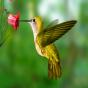 kolibrito