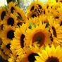 Girasol