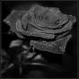 Black_ROSE