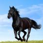 black_horse