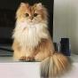 pisilove