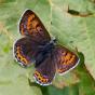 LYCAENA