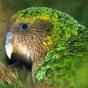 KAKAPO