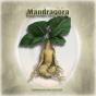 _mandragora_